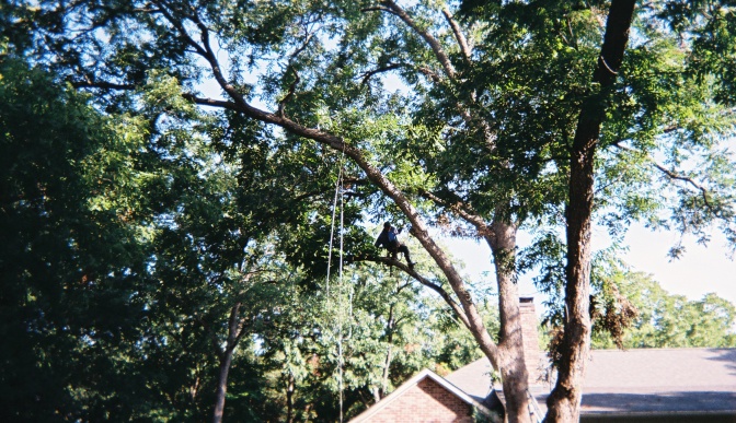 Tree Service Richardson-Tree Removal Garland-Tree Trimming Dallas